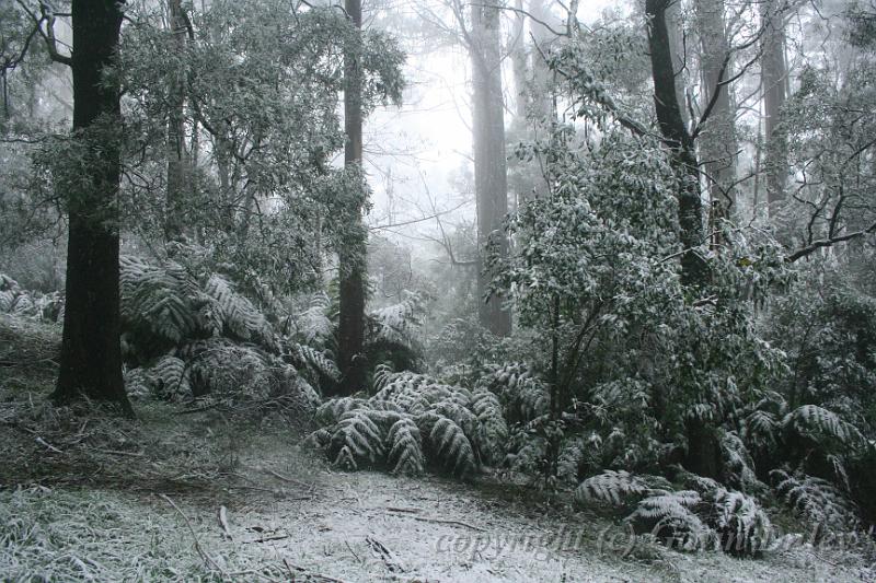 Snow on tree ferns, Sassafras IMG_7646.JPG